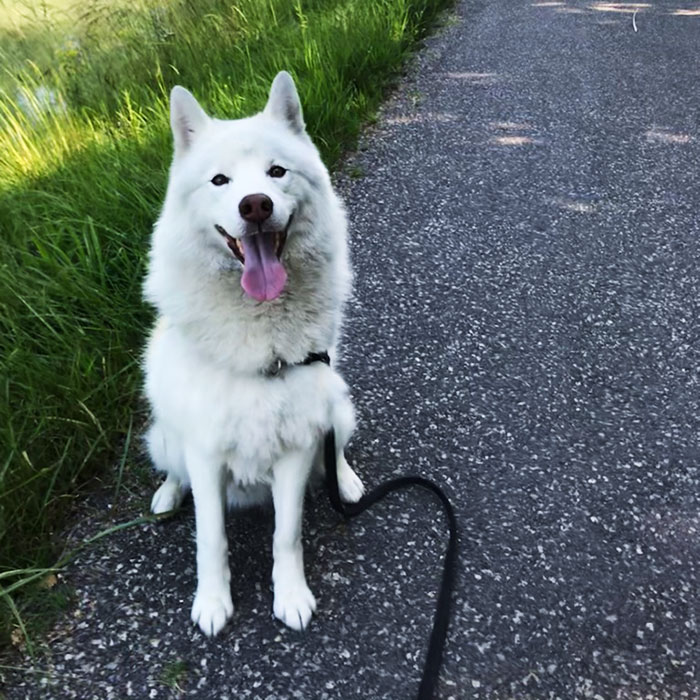 sophie-et-compagnie-pet-sitter-vignette-promenade